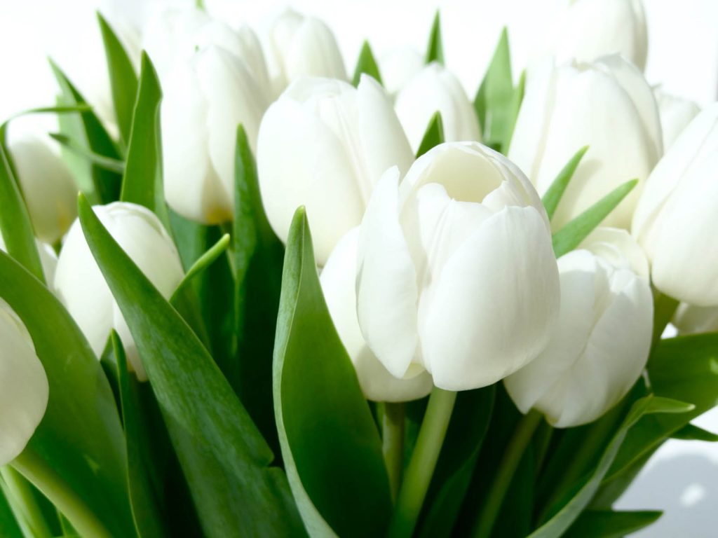 White-Tulips-HD