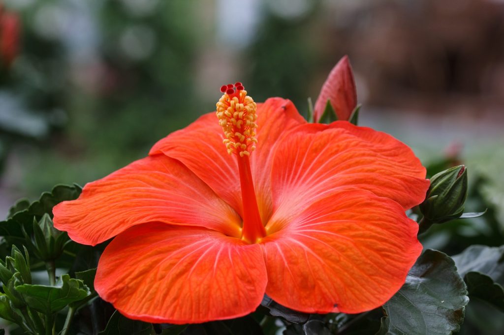 prebujena šakti_lakshmi_mooni blog_online tečaj